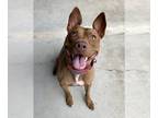 American Pit Bull Terrier-Italian Greyhound Mix DOG FOR ADOPTION RGADN-1103424 -