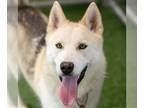 Siberian Husky Mix DOG FOR ADOPTION RGADN-1107352 - JOSHUA T - Siberian Husky /