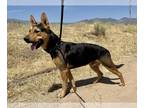 German Shepherd Dog Mix DOG FOR ADOPTION RGADN-1127017 - Lucky - German Shepherd