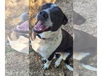 Labrador Retriever Mix DOG FOR ADOPTION RGADN-1143792 - Rosco - Labrador