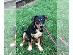Greater Swiss Mountain Dog Mix DOG FOR ADOPTION RGADN-1264681 - Joelle Dixon -