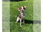Boxer Mix DOG FOR ADOPTION RGADN-1264774 - Benjamin - Boxer / Terrier / Mixed