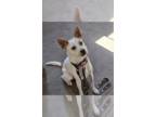 Jack Russell Terrier Mix DOG FOR ADOPTION RGADN-1265084 - Lucy LaVerne (ACDx) -