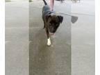 American Pit Bull Terrier Mix DOG FOR ADOPTION RGADN-1266300 - Darla - American