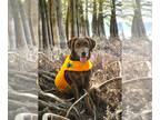 Chesapeake Bay Retriever Mix DOG FOR ADOPTION RGADN-1267774 - Ginger -