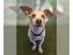 Dachshund-Jack Russell Terrier Mix DOG FOR ADOPTION RGADN-1267776 - Junior -