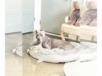 American Pit Bull Terrier DOG FOR ADOPTION RGADN-1267791 - Nami - American Pit