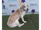 Beagle DOG FOR ADOPTION RGADN-1267795 - Jimmy McJimmers - Beagle Dog For