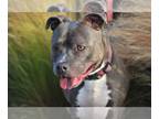 American Staffordshire Terrier Mix DOG FOR ADOPTION RGADN-1267799 - Nala - mama