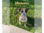 Boxer DOG FOR ADOPTION RGADN-1267801 - Mikaela (Micky) - Boxer (short coat) Dog