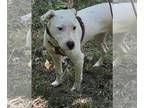 American Pit Bull Terrier Mix DOG FOR ADOPTION RGADN-1267802 - Squirtle (8mo