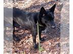 Dutch Shepherd -Labrador Retriever Mix DOG FOR ADOPTION RGADN-1267816 - Gloria -