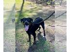 Rottweiler Mix DOG FOR ADOPTION RGADN-1267825 - Moody - Rottweiler / Mixed