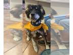 Bernese Mountain Dog Mix DOG FOR ADOPTION RGADN-1267827 - Skye 2 - Bernese