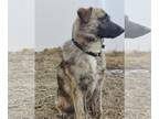 Dutch Shepherd Mix DOG FOR ADOPTION RGADN-1267830 - Gavin - Dutch Shepherd /