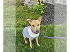 Labrador Retriever-Whippet Mix DOG FOR ADOPTION RGADN-1267835 - Lacey - Whippet