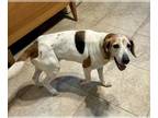 Beagle DOG FOR ADOPTION RGADN-1267837 - Hannah V - Beagle Dog For Adoption