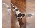 Rat Terrier Mix DOG FOR ADOPTION RGADN-1267844 - Max - Rat Terrier / Mixed