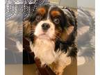 Cavalier King Charles Spaniel DOG FOR ADOPTION RGADN-1267848 - Tommy - Cavalier