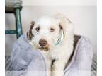 Mix DOG FOR ADOPTION RGADN-1267856 - Hans - Miniature Schnauzer Dog For
