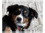 Australian Shepherd DOG FOR ADOPTION RGADN-1267858 - Rufus - Australian Shepherd