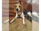Beagle DOG FOR ADOPTION RGADN-1267859 - Molly Brown - Beagle Dog For Adoption