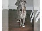 Neapolitan Mastiff DOG FOR ADOPTION RGADN-1267861 - Eleanor - Neapolitan Mastiff