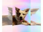 Pembroke Welsh Corgi Mix DOG FOR ADOPTION RGADN-1267873 - Chloe - Corgi / Mixed