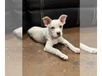 Boxer Mix DOG FOR ADOPTION RGADN-1267876 - Peony - Boxer / Terrier / Mixed Dog