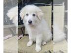 Great Pyrenees DOG FOR ADOPTION RGADN-1267881 - Koda - Great Pyrenees (long