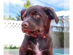 Sheprador DOG FOR ADOPTION RGADN-1267890 - Mocha (FTF-Albany County ONLY) -