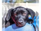 Sheprador DOG FOR ADOPTION RGADN-1267891 - Bailey (FTF-Albany County ONLY) -