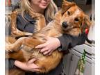 Australian Shepherd-Collie Mix DOG FOR ADOPTION RGADN-1267892 - Amelia -