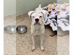 Boxer DOG FOR ADOPTION RGADN-1267912 - Totcho - Boxer Dog For Adoption