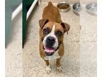 Boxer DOG FOR ADOPTION RGADN-1267913 - Rogue - Boxer Dog For Adoption