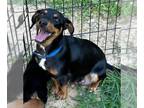 Dachshund Mix DOG FOR ADOPTION RGADN-1267914 - Wiggles - Dachshund / Mixed