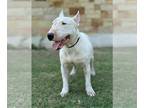 Bull Terrier DOG FOR ADOPTION RGADN-1267915 - Lenny - Bull Terrier (short coat)