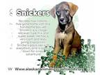 Alaskan Malamute-Labrador Retriever Mix DOG FOR ADOPTION RGADN-1267917 -