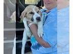 Borador DOG FOR ADOPTION RGADN-1267924 - Carlton - Labrador Retriever / Border