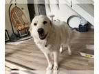 Great Pyrenees DOG FOR ADOPTION RGADN-1267928 - Princess - Great Pyrenees (long