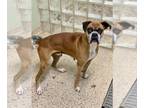Boxer DOG FOR ADOPTION RGADN-1267930 - Walton - Boxer Dog For Adoption