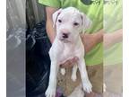 Boxer DOG FOR ADOPTION RGADN-1267932 - Scout - Boxer Dog For Adoption