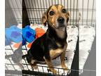 Harrier-Jack Russell Terrier Mix DOG FOR ADOPTION RGADN-1267938 - Mickey