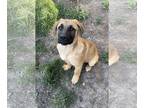 Saint Bernard Mix DOG FOR ADOPTION RGADN-1267941 - Donnie - Shepherd / Saint