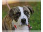 Boxer-Great Pyrenees Mix DOG FOR ADOPTION RGADN-1267952 - Hopper - MEET ME