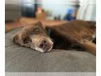 Labrador Retriever Mix DOG FOR ADOPTION RGADN-1267961 - Sampson - Labrador