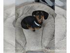 Dachshund DOG FOR ADOPTION RGADN-1267973 - Lily - Dachshund Dog For Adoption
