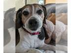 Beagle DOG FOR ADOPTION RGADN-1267976 - Cosmo - Beagle Dog For Adoption