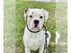 Boxer DOG FOR ADOPTION RGADN-1267979 - Leo Cruz III - Boxer Dog For Adoption