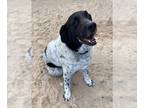 Labrenees DOG FOR ADOPTION RGADN-1267984 - HUDSON - Great Pyrenees / Labrador